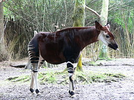 Okapi (Okapia johnstoni)