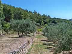 Oliviers du Luberon cultivés sur restanques.