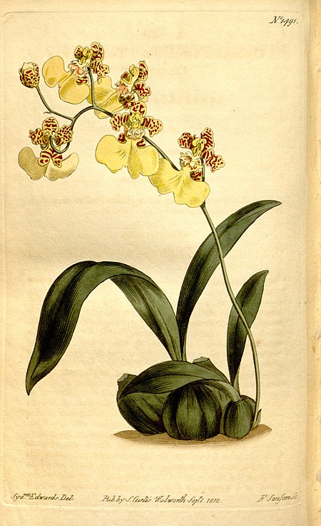 Oncidium_bifolium