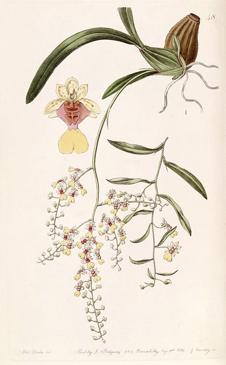 Oncidium_raniferum