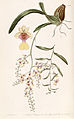 Gomesa ranifera (as syn. Oncidium raniferum) plate 48 in: Edwards's Bot. Register (Orchidaceae), vol. 24, (1838)