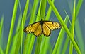 * Nomination: Open wing basking position of Acraea issoria Hübner, 1819 - Yellow Coster (by Kush.butterfly) --Atudu 10:41, 18 July 2022 (UTC) * Review over saturated --Charlesjsharp 15:28, 18 July 2022 (UTC)