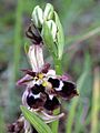 Ophrys reinholdii deformed flower with three lips Rhodes