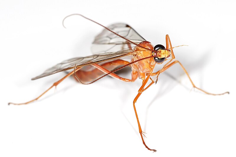 File:Orange Caterpillar Parasite Wasp.jpg