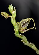 Scaphosepalum antenniferum