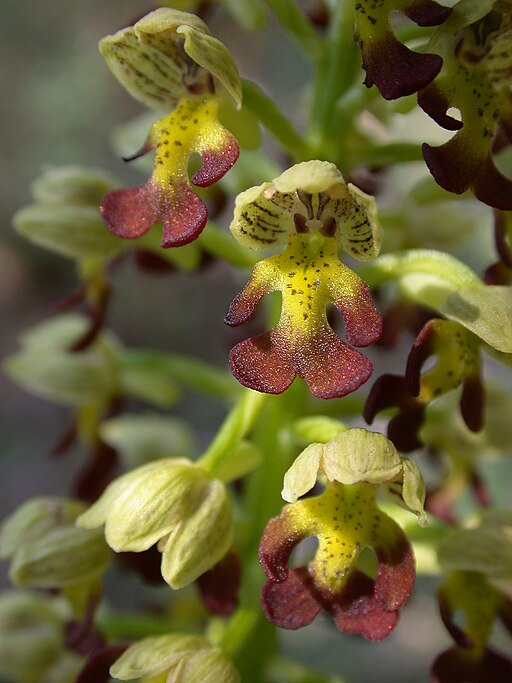 Orchis punctulata 8