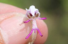Orchis simia flower.jpg