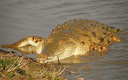 Orinoco Crocodile.jpg