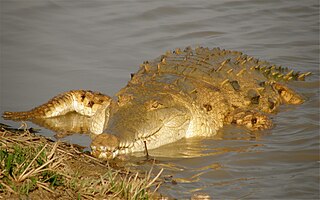 <span class="mw-page-title-main">Orinoco crocodile</span> Species of reptile