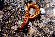 Orthoporus spp. New Mexico.jpg