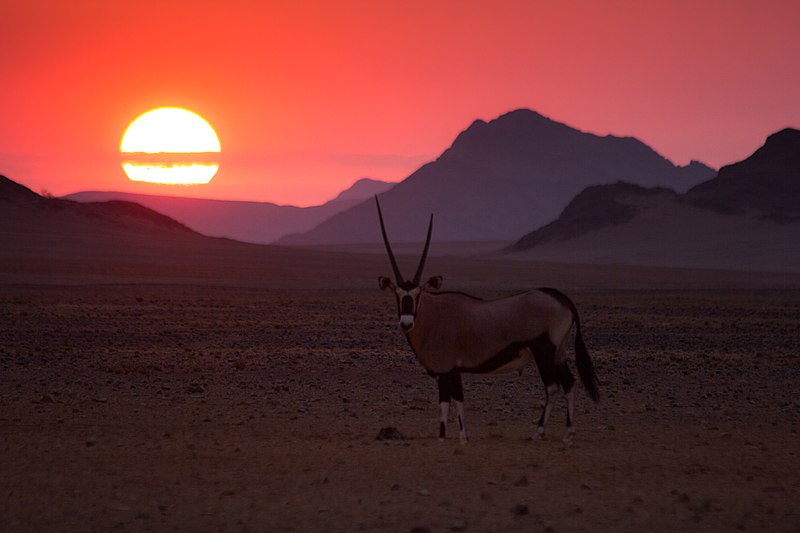 File:Oryx at sunset.jpg