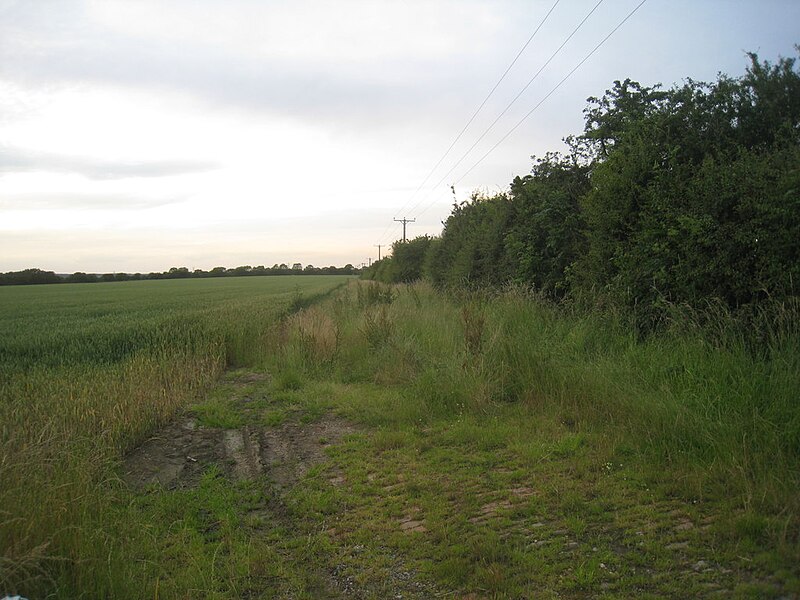 File:Overgrown hedge and electricity line - geograph.org.uk - 3035684.jpg