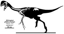 Ricostruzione dello scheletro di Oviraptor philoceratops