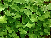 Oxalis acetosella