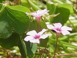 Oxalis articulata rubra1. jpg