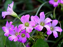 Oxalis rubra 000.jpg