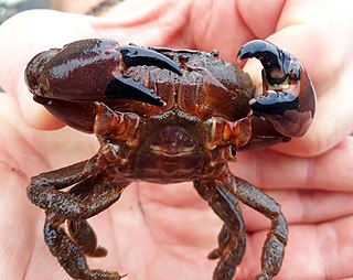 <i>Ozius deplanatus</i> Species of crab