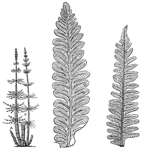 Древние хвощи и плауны. Каламиты Хвощевидные. Каламиты палеозой. Клинолистные палеозой. Папоротники девонского периода.