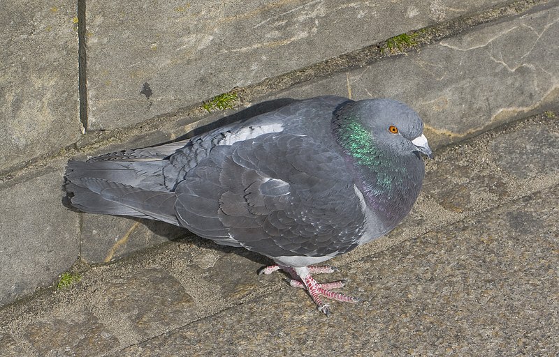 File:Paloma bravía (Columba livia), Rynek, Gniezno, Polonia, 2012-04-02, DD 1.JPG