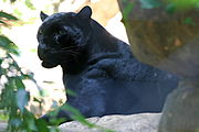 Black Leopard or Panther