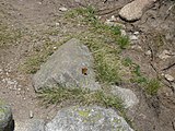 Català: Tossa Plana de Lles-Puigpedrós (Cerdanya, Alt Urgell) (Lles de Cerdanya, les Valls de Valira, Meranges i altres). Fotos preses en una excursió del refugi de Malniu als estanys de Malniu i Mal. This is a a photo of a natural area in Catalonia, Spain, with id: ES510205 Object location 42° 27′ 00″ N, 1° 42′ 00″ E  View all coordinates using: OpenStreetMap