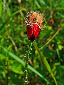 Papaver rhoeas Flower bud