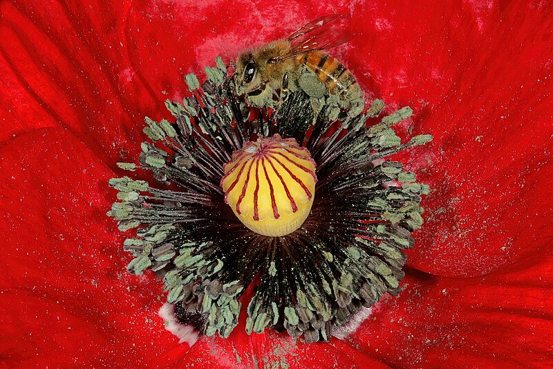 File:Papaver rhoeas 1DS-II 4-5666.jpg