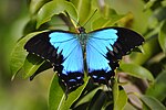 Vorschaubild für Papilio montrouzieri