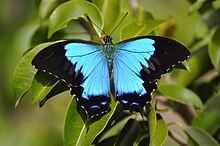 Endemischer Schmetterling Papillon bleu calédonien