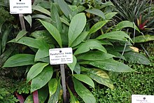 Paradrymonia lineata - Botanischer Garten, Drezden, Germaniya - DSC08784.JPG