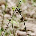 Parasynthemis regina f9 0547.jpg