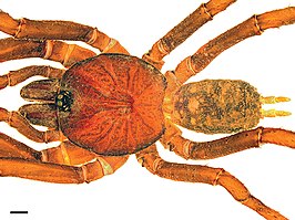 Paratropis papilligera