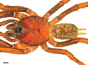 Descripción de la imagen Paratropis papilligera, macho, vista dorsal.jpg.