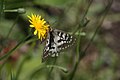 Parnassius clodius