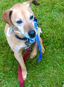 An example of a female Patterdale Terrier at the Rhu Dog show depicting a much lighter variation in coat colour. PatterdaleTerrierMegan.jpg