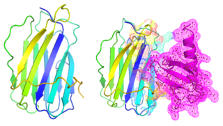 <i>Ectromelia virus</i> Species of virus