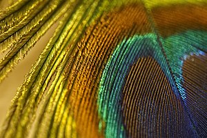 Peacock Feather Close Up (201385355).jpeg