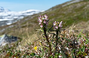 Fjällspira på Nuortap Rissávárre i Padjelanta.