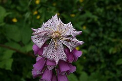 Vingerhoedskruid met pelorische topbloem