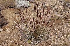 Description de l'image Pennisetum caffrum.jpg.