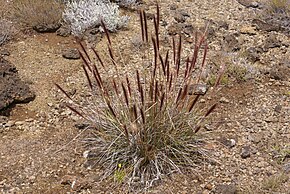 Descrierea imaginii Pennisetum caffrum.jpg.