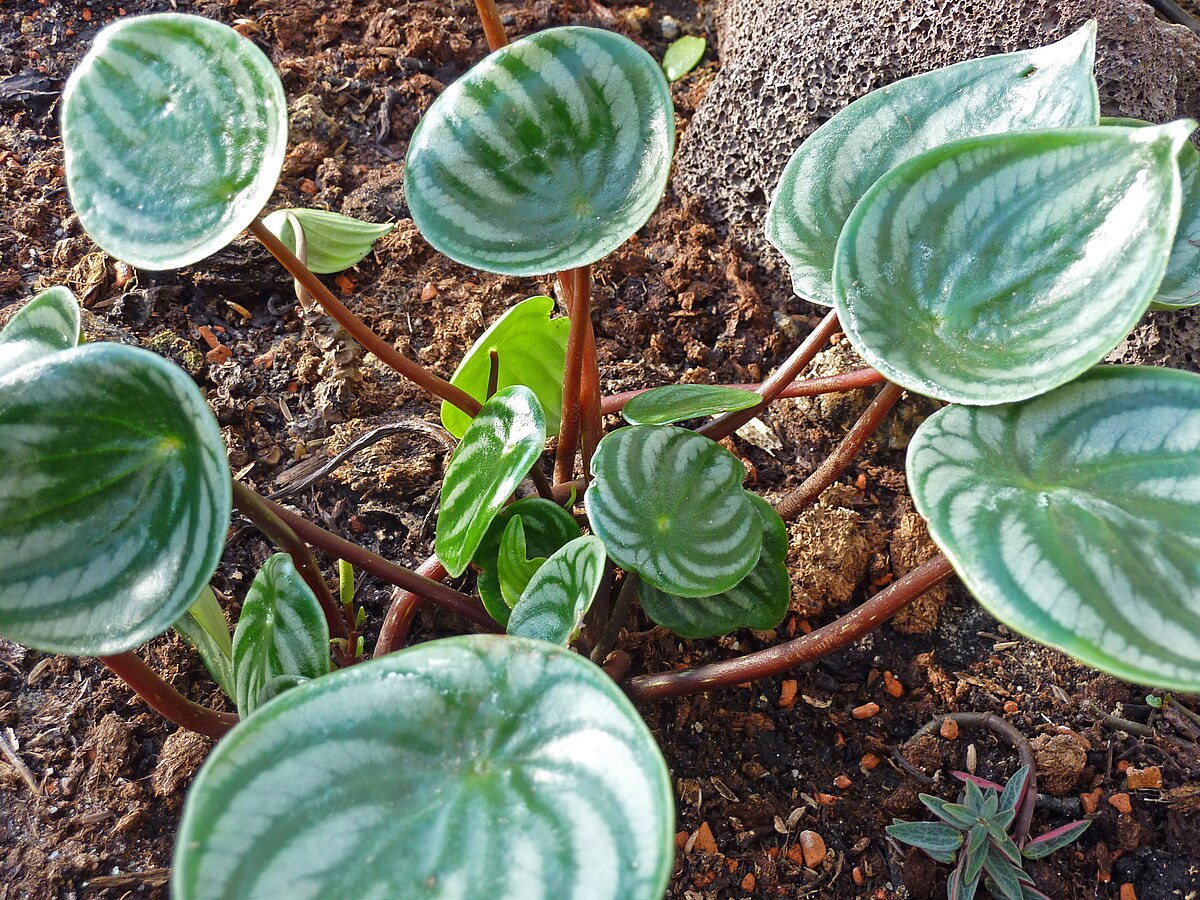 Peperomia argyreia - Wikipedia, la enciclopedia libre