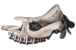 Rajz egy Peraceras superciliosum koponyájának felső részéről