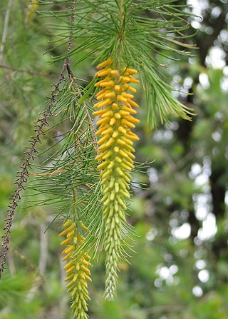 <i>Persoonia pinifolia</i> Species of flowering plant