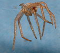 Philodromus aureolus