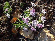 Phlox alyssifolia NPS-1.jpg