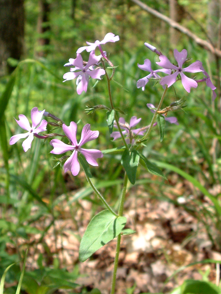 File:Phlox divaricata.png