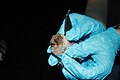 Photo of the Week - Biologist holding a gray bat (5057296039).jpg