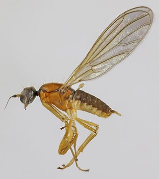 <i>Phyllodromia melanocephala</i> Species of fly