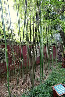 <i>Phyllostachys meyeri</i>